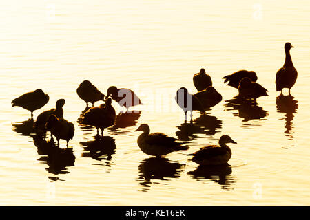 Di fronte bianco-sibili anatra (dendrocygna viduata) in piedi in acqua con la riflessione al tramonto, il parco nazionale Kruger, sud africa. Foto Stock