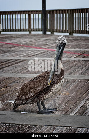 Gulf Shores, al USA - 1 maggio 2014 - Pelican su un molo a Gulf Shores al presto la mattina. Foto Stock