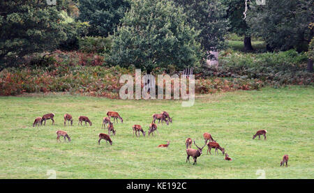 Una mandria di cervi pascolano in un parco all'inglese in autunno con feste di addio al celibato e cerve Foto Stock