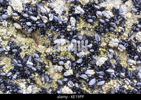 Cozze Foto Stock