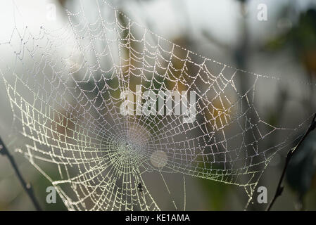 Rugiada di mattina su spider web selective focus macro Foto Stock