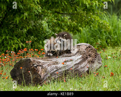 Baby raccoon esplorando un log con fiori arancione in background Foto Stock