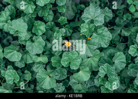 Fiore giallo su un concetto in mezzo al verde dei fiori. Paesaggio estivo nella città. L'idea è uno contro tutti. Foto Stock