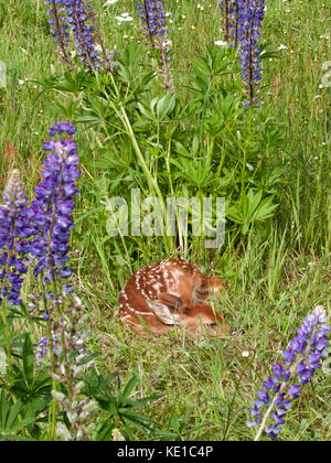 Baby raccoon esplorando un log con fiori arancione in background Foto Stock