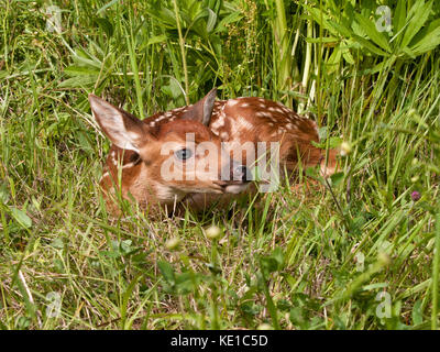 Baby raccoon esplorando un log con fiori arancione in background Foto Stock