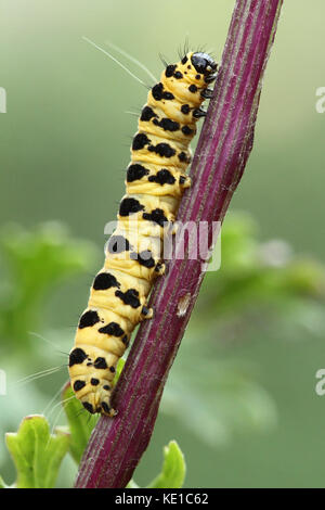 Il cinabro tarma (tyria jacobaeae) caterpillar Foto Stock