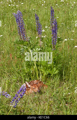 Baby raccoon esplorando un log con fiori arancione in background Foto Stock