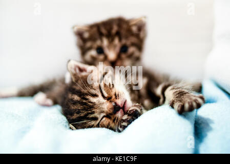 Piccoli simpatici gattini giacente in una coperta a casa. Foto Stock