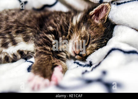 Un grazioso piccolo gattino dorme in una coperta a casa. Foto Stock