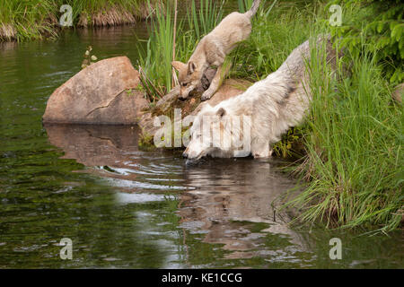 Baby raccoon esplorando un log con fiori arancione in background Foto Stock