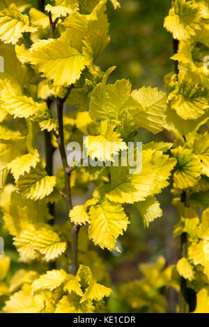 Ulmus x hollandica 'wredei' - Elm Tree Foto Stock