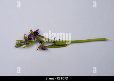 Un singolo germoglio di ophrys apifera o bee orchid Foto Stock