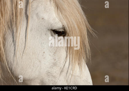 Cavalli Camargue ritratto, Bouches du Rhône, Francia Foto Stock