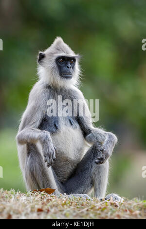 Hanuman langur - semnopithecus entellus, sri lanka Foto Stock