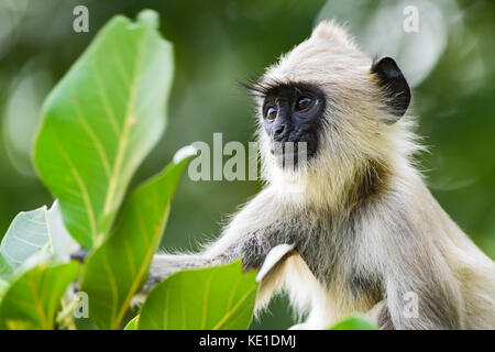 Hanuman langur - semnopithecus entellus, sri lanka Foto Stock