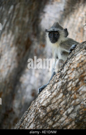 Hanuman langur - semnopithecus entellus, sri lanka Foto Stock