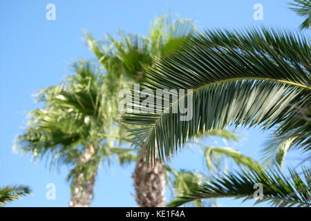 Foglie di palme contro il cielo blu Foto Stock