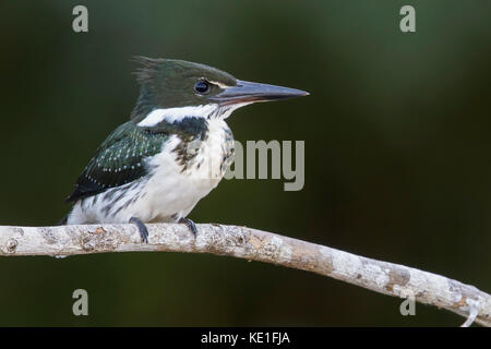 Amazon Kingfisher (Chloroceryle amazona) nel Pantanal la regione del Brasile Foto Stock