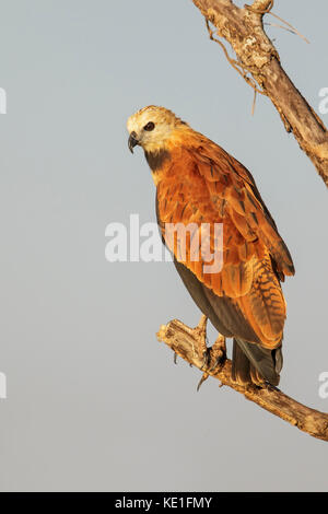 Black Hawk a collare (Busarellus nigricollis) nel Pantanal la regione del Brasile. Foto Stock