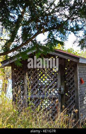 Un vecchio capannone in una passeggiata nella natura circondato da alberi di autunno e filiali in Michigan Foto Stock
