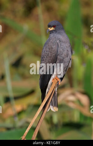 Snail Kite (Rostrhamus sociabilis) nel Pantanal la regione del Brasile. Foto Stock