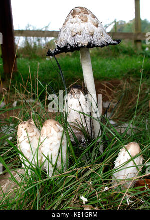 Shaggy copertura di inchiostro (Coprinus comatus) funghi, Regno Unito Foto Stock