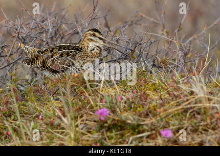 Il Wilson's beccaccino (Gallinago delicata) appollaiato sulla tundra vicino a Churchill, Manitoba, Canada. Foto Stock