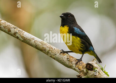 Nero-e-Gold (Tanager Bangsia melanochlamys) appollaiato su un ramo nelle montagne delle Ande della Colombia. Foto Stock
