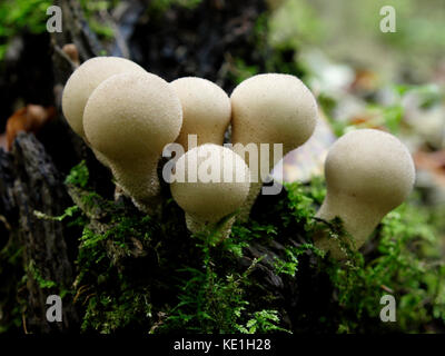 Lycoperdon perlatum, puffball comune noto anche come warted puffball, i gem-puffball chiodati, o il Devil's Snuff-box Foto Stock