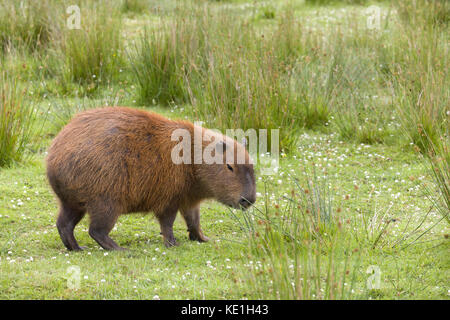 Sud Americana capibara o hydrochaeris è il roditore più grande al mondo Foto Stock