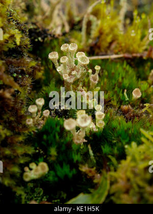 Cladonia chlorophaea, Regno Unito Foto Stock