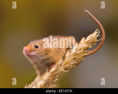 Micromys minutus o harvest mouse nel campo di grano Foto Stock