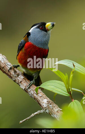 Toucan Barbet (Semnornis ramphastinus) appollaiato su un ramo nelle montagne delle Ande della Colombia. Foto Stock