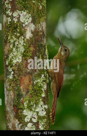 Barred-Woodcreeper amazzonica (Dendrocolaptes certhia) appollaiato su un ramo nella foresta pluviale della Guyana. Foto Stock