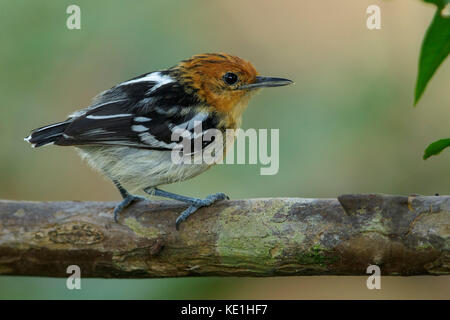 Streaked-Antwren amazzonica (Myrmotherula multostriata) appollaiato su un ramo nella foresta pluviale della Guyana. Foto Stock