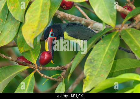 Aracari verde (Pteroglossus viridis) appollaiato su un ramo nella foresta pluviale della Guyana Foto Stock