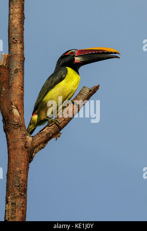 Aracari verde (Pteroglossus viridis) appollaiato su un ramo nella foresta pluviale della Guyana. Foto Stock