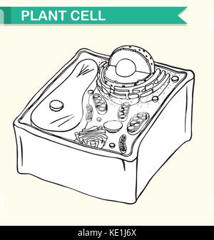 Schema di cellula vegetale illustrazione Illustrazione Vettoriale