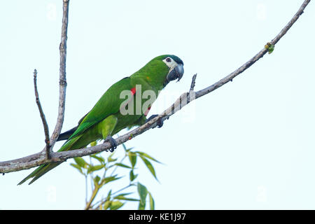 Rosso-spallamento Macaw (Diopsittaca nobilis) appollaiato su un ramo nella foresta pluviale della Guyana. Foto Stock