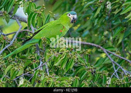 Rosso-spallamento Macaw (Diopsittaca nobilis) appollaiato su un ramo nella foresta pluviale della Guyana. Foto Stock