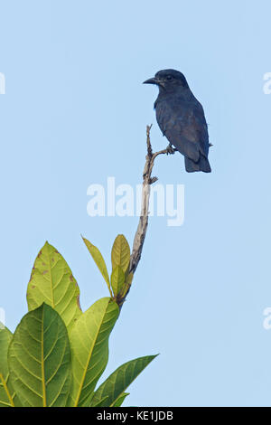 Swallow-winged Puffbird (Chelidoptera tenebrosa) appollaiato su un ramo nella foresta pluviale della Guyana. Foto Stock