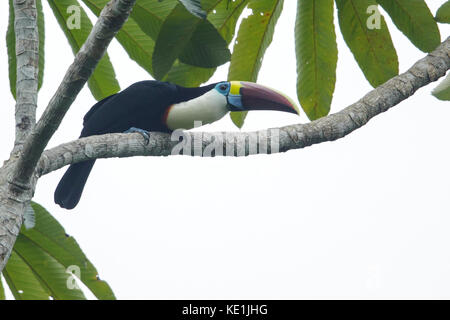 Bianco-throated Toucan (Ramphastos tucanus) appollaiato su un ramo nella foresta pluviale della Guyana. Foto Stock