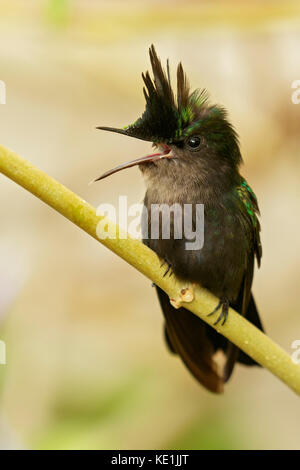 Antillean crested hummingbird (Orthorhyncus cristatus) appollaiato su un ramo sull'isola caraibica della Martinica. Foto Stock