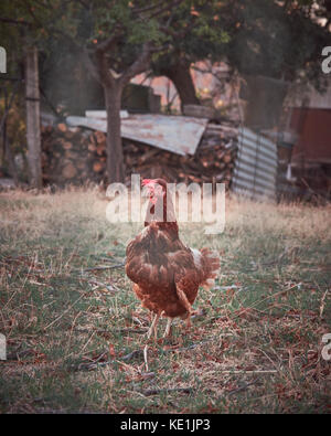 Pollo su una fattoria Foto Stock