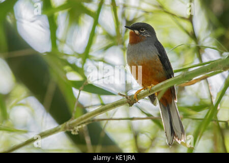 Rufous-throated Solitaire (Myadestes genibarbis) appollaiato su un ramo sull'isola caraibica della Martinica. Foto Stock