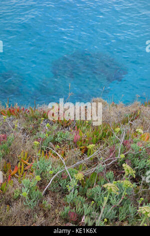 Wild le piante succulente sul mare adriatico, il salento, Italia Foto Stock