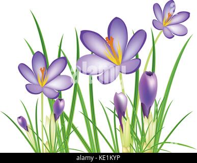 La molla crocus fiori, illustrazione vettoriale Illustrazione Vettoriale