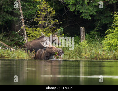 Alci vacca e vitello alimentazione lungo il bordo delle acque nelle zone rurali di Ontario, Canada Foto Stock