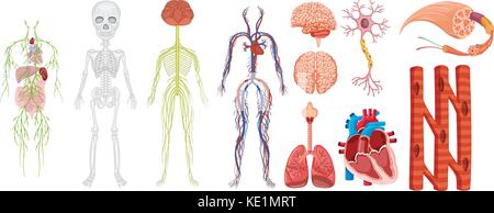 Diversi sistemi nel corpo umano illustrazione Illustrazione Vettoriale