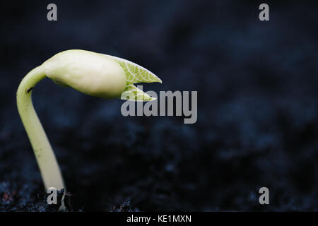 Close up di un runner bean la germinazione di semi Foto Stock